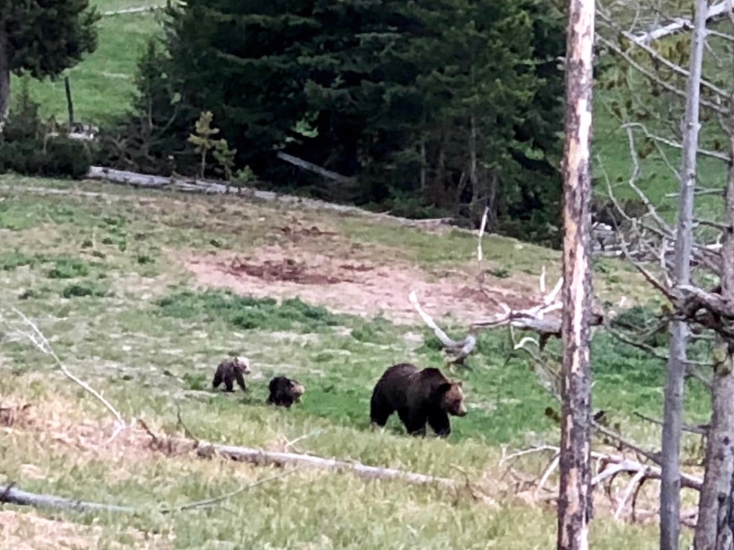 yellowstone national park bears